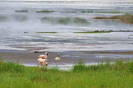 Kenya  lac Bogoria