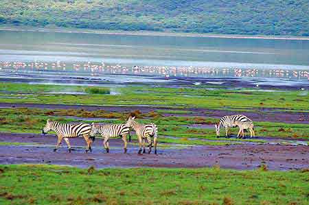 Kenya  lac Bogoria