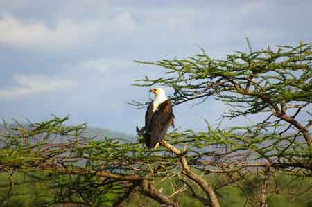 Kenya  lac Bogoria