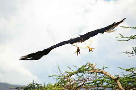 Kenya  lac Bogoria