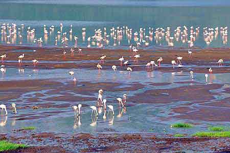 Kenya  lac Bogoria