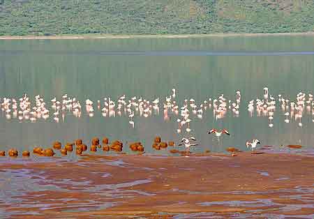 Kenya  lac Bogoria