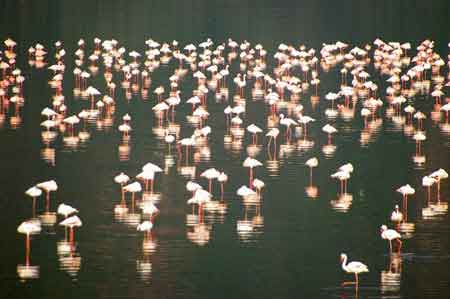 Kenya  lac Bogoria