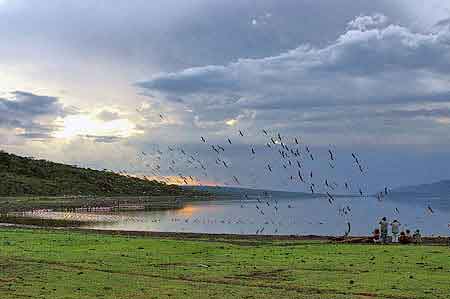 Kenya  lac Bogoria