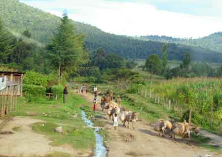 Kenya plantations de thé Kericho