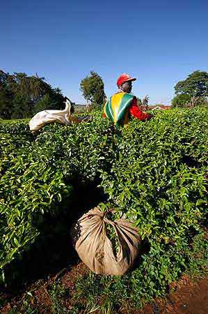 Kenya plantations de thé Kericho