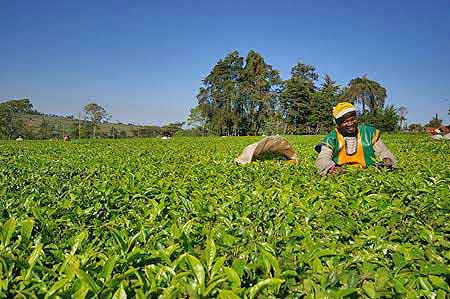 Kenya plantations de thé Kericho