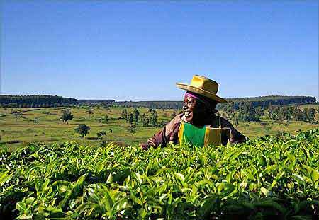 Kenya plantations de thé Kericho