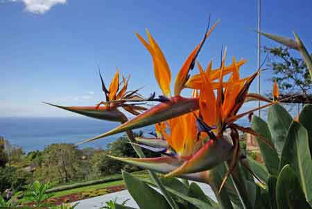 strelitzia jardin botanique de Funchal Madere