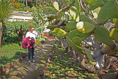 succulentes jardin botanique de FUnchal Madere