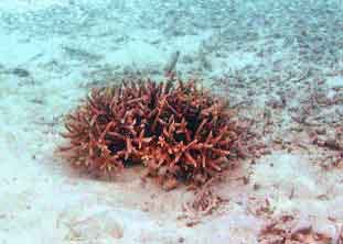 iles et corail  Maldives