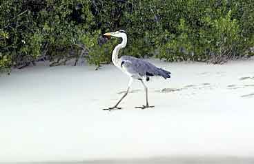 hron embudu Maldives