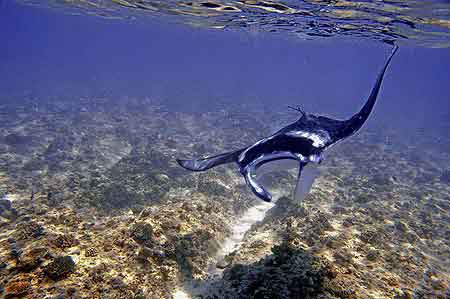 Raies Manta Maldives 