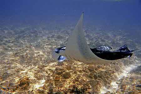 Raies Manta Maldives 