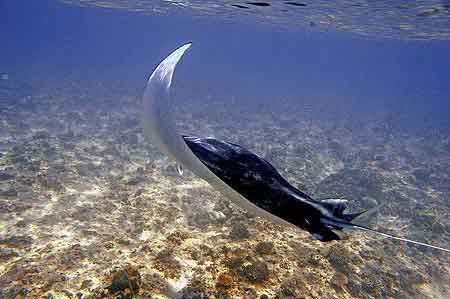 Raies Manta Maldives 