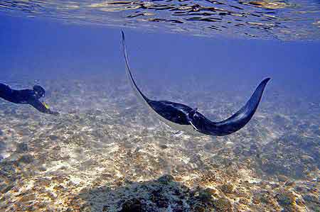 Raies Manta Maldives 