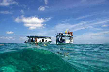 Raies Manta Maldives 