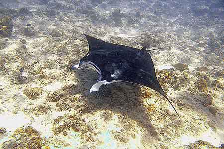 Raies Manta Maldives 