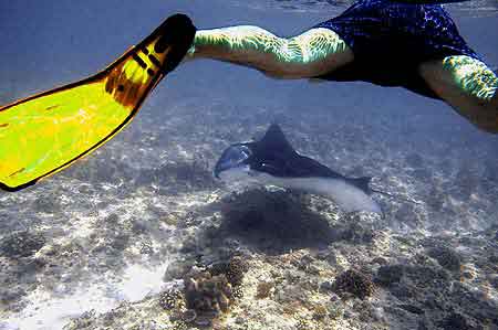 Raies Manta Maldives 