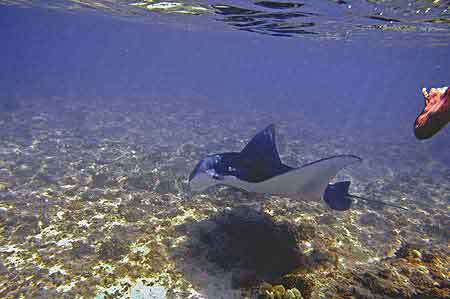 Raies Manta Maldives 