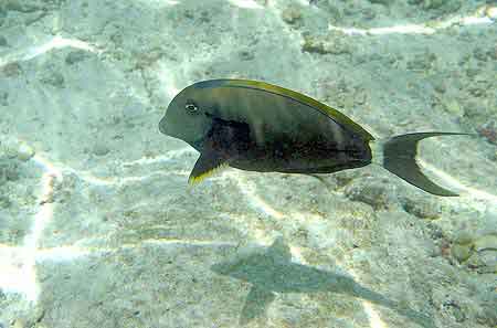 poisson chirurgien Bandos aux Maldives