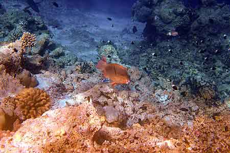 Bandos aux Maldives