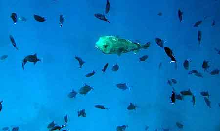 poisson coffre Bandos Maldives