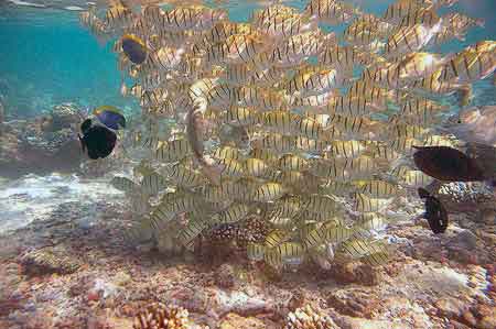 Bandos aux Maldives