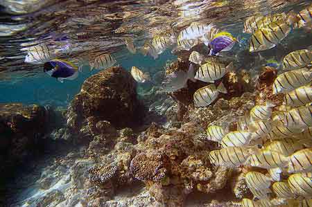 Bandos aux Maldives