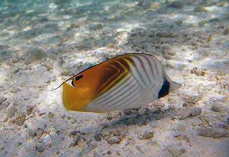 Poisson papillon  Bandos aux Maldives