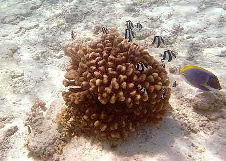 Bandos aux Maldives