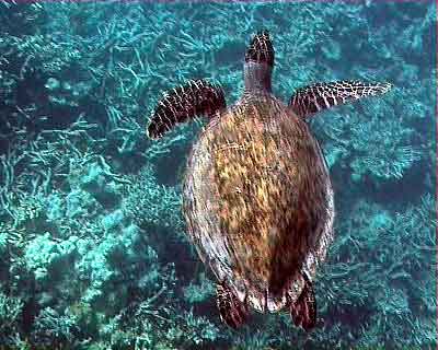 Tortue aux Maldives