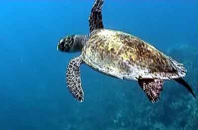 Tortue aux Maldives