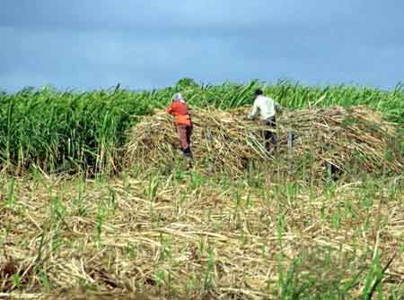 recolte de la canne  sucre - ile maurice