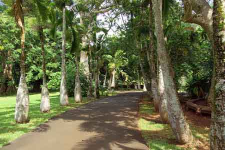 jardin de pamplemousses - ile maurice