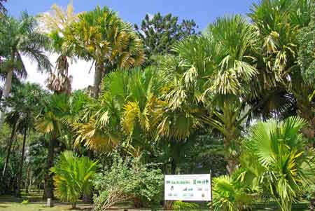 le talipot -jardin de pamplemousses - ile maurice