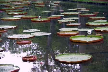 nnuphars victoria -  jardin de pamplemousses - ile maurice