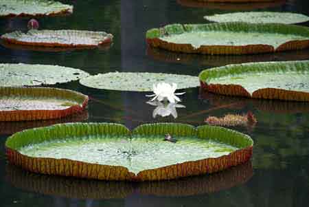 nnuphars victoria -  jardin de pamplemousses - ile maurice