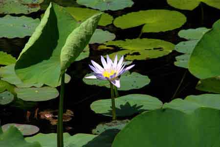 nymphas -  jardin de pamplemousses - ile maurice