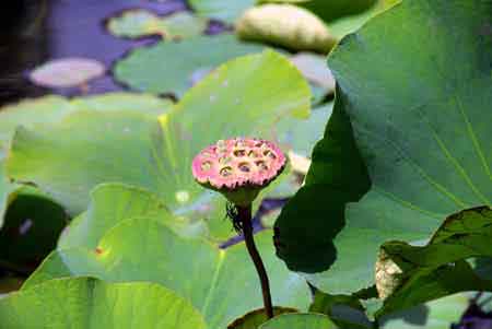 lotus -  jardin de pamplemousses - ile maurice