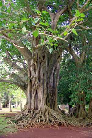  jardin de pamplemousses - ile maurice