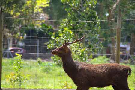 jardin de pamplemousses - ile maurice