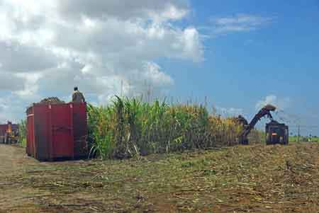 la canne  sucre - ile maurice