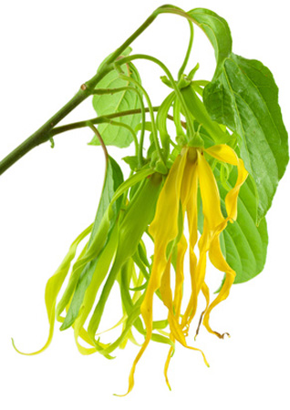 ylang ylang