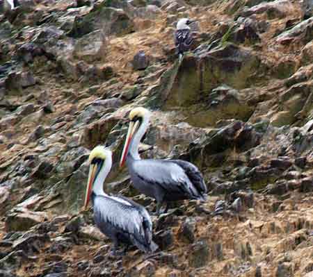 Pérou islas iles Ballestas  reserve de Paracas 