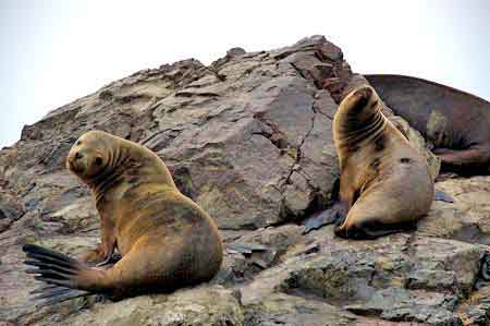 Pérou islas iles Ballestas  reserve de Paracas 