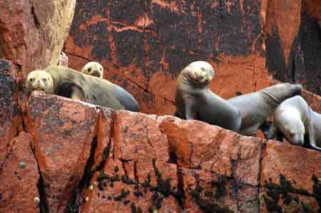 Pérou islas iles Ballestas  reserve de Paracas 