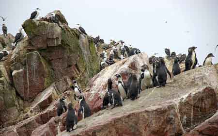 Pérou islas iles Ballestas  reserve de Paracas 