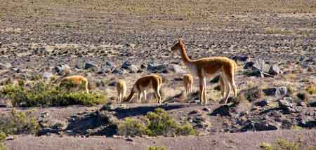 Pérou Parc national de Colca Altiplano 