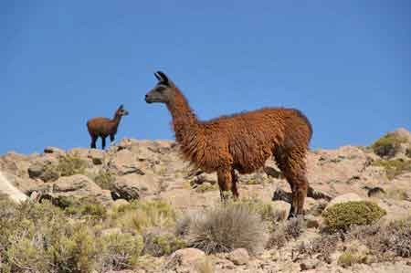 Pérou altiplano lamas, alpagas et vigognes 